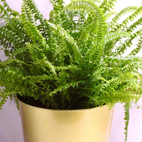-Boston Fern Plant 19cm نبات السرخس