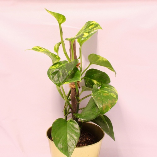 المزرعة المستدامة - -Money Plant Stick 12cm نبتة البوثوس عصا1x Money Plant Stick 12cm - -Money Plant Stick 12cm نبتة البوثوس عصا
1x Money Plant Stick 12cm