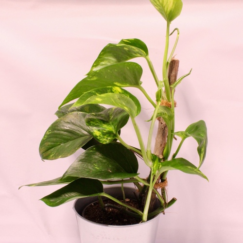 -Money Plant Stick 12cm نبتة البوثوس عصا1x Money Plant Stick 12cm