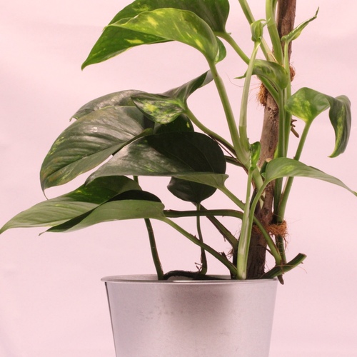 -Money Plant Stick 12cm نبتة البوثوس عصا1x Money Plant Stick 12cm
