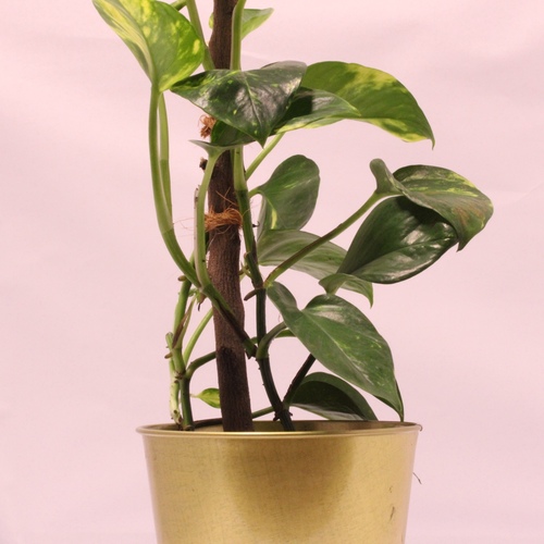 -Money Plant Stick 12cm نبتة البوثوس عصا1x Money Plant Stick 12cm