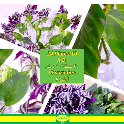 -Plant Cuttings 24 ( 3 varieties انواع)  عقل نباتات12x 5 Cantia Zebrina Cuttings عقل كانتيا زيرينا6x - -Plant Cuttings 24 ( 3 varieties انواع)  عقل نباتات
12x 5 Cantia Zebrina Cuttings عقل كانتيا زيرينا6x Philodendron  Heartleaf Cutting
6x Pothos Money Plant Cutting

من السهل العناية عقل النباتات، ما عليك سوى إعادة ملء الزجاجة بالماء والحفاظ على ظروف الإضاءة الجيدة.

Easy to care for plant cuttings just refill the bottle with water and keep the good lighting conditions.