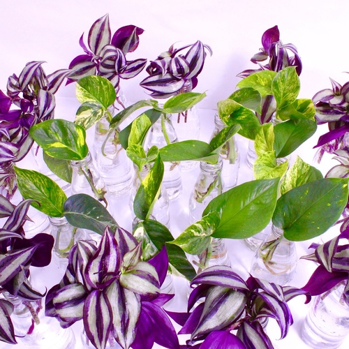 -Plant Cuttings 24 ( 3 varieties انواع)  عقل نباتات12x 5 Cantia Zebrina Cuttings عقل كانتيا زيرينا6x
