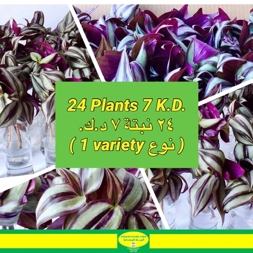 -Plant Cuttings 24 ( 1 variety نوع )  عقل نباتات24x 5 Cantia Zebrina Cuttings عقل كانتيا زيرينا - -Plant Cuttings Cantia Zebrina  24 عقل نبات كانتيا زبرينا
24x 5 Cantia Zebrina Cuttings عقل كانتيا زيرينا

من السهل العناية عقل النباتات، ما عليك سوى إعادة ملء الزجاجة بالماء والحفاظ على ظروف الإضاءة الجيدة.

Easy to care for plant cuttings just refill the bottle with water and keep the good lighting conditions.
Order link in Bio رابط الطلب بالبايو