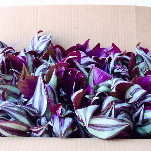 -Plant Cuttings 24 ( 1 variety نوع )  عقل نباتات24x 5 Cantia Zebrina Cuttings عقل كانتيا زيرينا