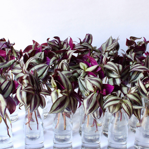 -Plant Cuttings 24 ( 1 variety نوع )  عقل نباتات24x 5 Cantia Zebrina Cuttings عقل كانتيا زيرينا