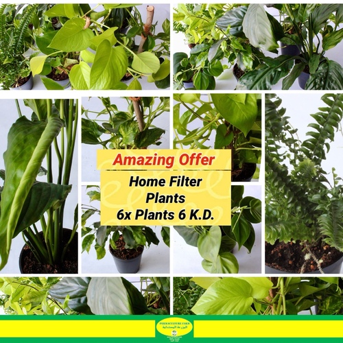 Home Filter Plants6x Plants 6 K.D. - Home Filter Plants6x Plants 6 K.D.1x Money Plant Stick1x Money Plant Stick Neon1x Boston Fern Plant1x Peace Lilly Plant1x Philo HeartLeaf1x Ficus Plant