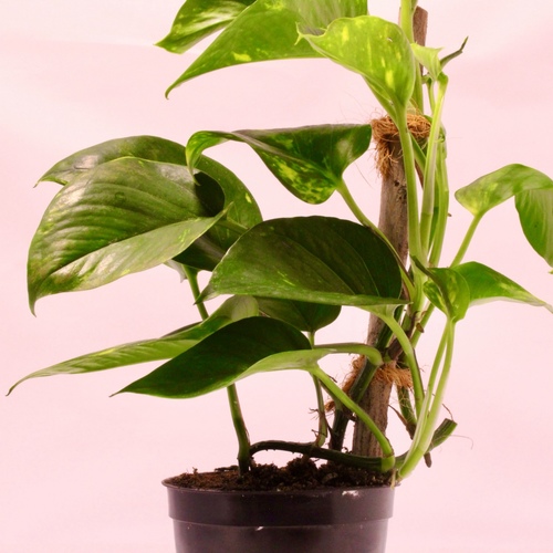 -Money Plant Stick 10cm نبتة البوثوس عصا - -Money Plant Stick 10cm نبتة البوثوس عصا
1x Money Plant Stick 10cm

نبات البوثوس، المعروف باسم إبيبريمنوم اوريوم، تم اكتشاف أنه يمتلك جودة تنقية الهواء، وبشكل خاص في ازالة الآفات الغازية الفردية (VOCs) من الهواء. أظهرت البحوث أن نبات البوثوس يمكن أن يستحوذ ويكسر أكثر أنواع VOCs مثل بنزين، توليين، البنزين التوليدي، والزيلين (BTEX) من خلال عملية تسمى الفيتوريميديات.

في الفيتوريميديات، يستحوذ النبات على VOCs من خلال جذوره، ثم يكسرها إلى مواد أقل ضررًا باستخدام آصفي..
كما أن قدرة نبات البوثوس على استحواذ VOCs مدعومة من خلال علاقته بالميكروبات المفيدة في التربة. تساعد هذه الميكروبات في كسر VOCs، مما يعزز قدرات النبات على تنقية الهواء.
كل ذلك يجعل قدرة النبات البوثوس الطبيعية على استوثر وكسر VOCs، مع استحدثه التعديلات الجينية والعلاقات الجبائية مع ميكروبات التربة، يجعله أداة فعالة لتحسين جودة الهواء الداخلي.
The pothos plant, also known as Epipremnum aureum, has been found to have air-purifying qualities, particularly in removing volatile organic compounds (VOCs) from the air. Research has shown that the pothos plant can absorb and break down certain VOCs such as benzene, toluene, ethylbenzene, and xylene (BTEX) through a process called phytoremediation.
In phytoremediation, the plant takes up the VOCs through its roots and then breaks them down into less harmful substances using enzymes. The pothos plant has been genetically modified by companies like Neoplants to enhance its ability to absorb and metabolize VOCs, making it even more effective at air purification.
Additionally, the pothos plant's ability to absorb VOCs is supported by its association with beneficial microbes in the soil. These microbes assist in the breakdown of VOCs, further enhancing the plant's air-purifying capabilities.
Overall, the pothos plant's natural ability to absorb and break down VOCs, combined with its potential for genetic modification and symbiotic relationships with soil microbes, makes it an effective tool for improving indoor air quality.