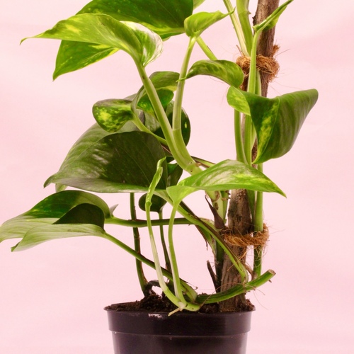 -Money Plant Stick 10cm نبتة البوثوس عصا