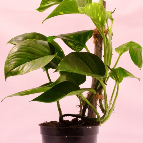 -Money Plant Stick 10cm نبتة البوثوس عصا