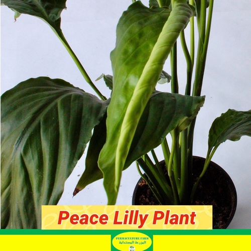 Peace Lilly Plant 10cm نبتة زنبق السلام - -Peace Lilly Plant نبتة زنبق السلام
1x Peace Lilly Plant 10cm  نبتة زنبق السلام
The Peace Lily, scientifically known as Spathiphyllum, is a popular houseplant known for its air-purifying properties. Research, including studies by NASA, has shown that Peace Lilies are effective at removing volatile organic compounds (VOCs) from indoor air. VOCs are harmful chemicals that can be released from household products, building materials, and even certain types of furniture. The Peace Lily absorbs these VOCs through its leaves and breaks them down in its root zone, where microbes in the soil help to degrade the toxins. This process helps to improve indoor air quality and reduce the risk of health issues associated with exposure to VOCs.

زنبق السلام، المعروف باسم Spathiphyllum علميا، هو نبات منزلي شهير يعرف بخواصه التنقية للهواء. أظهرت البحوث، بما فيها دراسات NASA، أن زنبق السلام يكون كفيلاً بإزالة المركبات الطيفية الإذابية (VOCs) من الهواء الداخلي. الVOCs هي مواد كيميائية ضارة يتم إطلاقها من منتجات المنزل ومواد البناء وحتى نوعيات معينة من الأثاث. يستخدم الليلي السلام هذه الVOCs من خلال أوراقه ويكسرها في منطقة الجذور، حيث تساعد الميكروبات في الأرض على تحطيم السموم. يساعد هذا العمل على تحسين جودة الهواء الداخلي وتقليل المخاطر المرتبطة بالتعرض لVOCs.