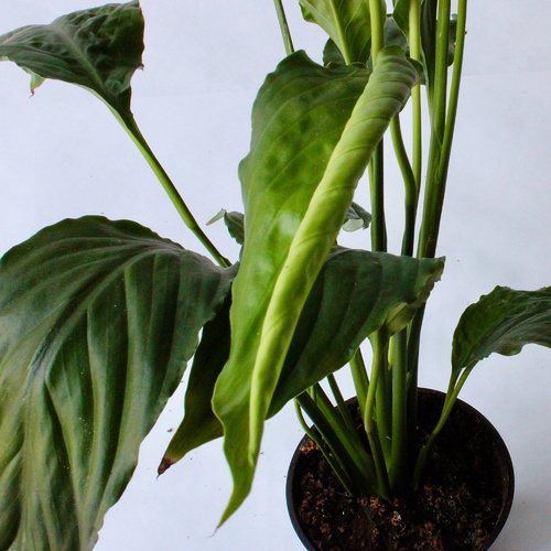 -Peace Lilly Plant 10cm نبتة زنبق السلام