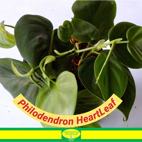 -Philodendron  Heartleaf Plant  10cm نبتة فيلوديندرون القلب - الإضاءة: ضوء الشمس الساطع غير المباشر. • الري: حافظ على تربة رطبة باستمرار، وليس مشبعة بالماء. • الرطوبة: مستويات رطوبة أعلى هي الأفضل. • درجة الحرارة: حافظ على درجة حرارة بين 65-80°F (18-27°C). • التربة: مزيج جيد التصريف وقائم على العنبر. • التسميد: سماد سائل متوازن كل 4-6 أسابيع خلال موسم النمو. • التقليم: اقتصر على تقليم الأوراق الصفراء/الميتة وتشجيع النمو الجديد. • التكاثر: أفرع القطع في الماء أو التربة. • الدعم: قدم شبكة دعم للتسلق. • الآفات: انتبه للعث والمن القطني، وعالجها عند الضرورة.


 • Light: Bright, indirect sunlight. • Water: Keep soil consistently moist, not soggy. • Humidity: Higher humidity levels are best. • Temperature: Maintain 65-80°F (18-27°C). • Soil: Well-draining, peat-based mix. • Fertilize: Balanced liquid fertilizer every 4-6 weeks in growing season. • Prune: Trim yellow/dead leaves and encourage new growth. • Propagation: Stem cuttings in water or soil. • Support: Provide trellis for climbing. • Pests: Watch for mites/mealybugs, treat as needed.


 “نبات الفيلودندرون هارتليف، نبات متسلق ساحر، يزدهر بضوء الشمس غير المباشر، والتربة الرطبة المستمرة، والرطوبة الأعلى. حافظ على درجات الحرارة بين 65-80°F (18-27°C) واستخدم تربة جيدة التصريف. قدم له التسميد كل 4-6 أسابيع خلال موسم النمو، وقم بتقليمه لتعزيز النمو، واكتسب نباتات جديدة عن طريق الأفرع. دعم طبيعته المتسلقة بشبكة دعم وكن حذرًا من الآفات مثل العث والمن القطني.”

Philodendron Heartleaf, a charming vining plant, thrives with indirect sunlight, consistent moisture, and higher humidity. Maintain temperatures between 65-80°F (18-27°C) and use well-draining soil. Fertilize every 4-6 weeks during its growing season, prune for growth, and propagate through stem cuttings. Support its climbing nature with a trellis and keep an eye out for pests like mites and mealybugs.