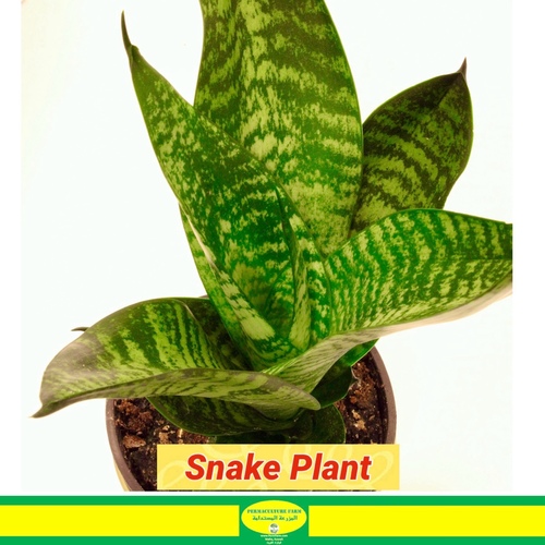 -Snake Plant 10cm  نبتة  جلد الثعبان - - -Snake Plant نبتة الثعبان -

1x Snake Plant ( Sansevieria ) 12cm Gold Pot
النبات الثعباني ، المعروف أيضًا باسم سانسيفيريا ، هو نبات داخلي شائع ينحدر من غرب أفريقيا. يتميز بأوراق طويلة وصلبة ومستقيمة يمكن أن تصل إلى عدة أقدام من الطول ، اعتمادًا على الصنف. تكون الأوراق عادةً خضراء مع حواف صفراء ، ولكن هناك أيضًا أصناف تتميز بخطوط بيضاء أو فضية

يتميز النبات الثعباني بصلابته وسهولة العناية به ، مما يجعله خيارًا شائعًا لأصحاب النباتات الجدد والخبراء على حد سواء. وهو متحمل لمجموعة واسعة من ظروف الإضاءة ، من الضوء الساطع غير المباشر إلى الضوء المنخفض ، ويمكن له أن يزدهر في مجموعة من درجات الحرارة ومستويات الرطوبة. يتمتع النبات الثعباني أيضًا بخصائص تنقية الهواء ويمكن أن يساعد في إزالة السموم من الهواء في منزلك أو مكتبك

يعد النبات الثعباني نباتًا ينمو ببطء ويمكن تكاثره عن طريق تقسيم الجذر أو عن طريق قطع الأوراق. كما أنه خيار رائع للأماكن الصغيرة ، حيث لا يحتاج إلى مساحة كبيرة للنمو ويمكن زراعته في مجموعة من الحاويات ، من الأواني الصغيرة إلى الحوامل الأكبر حجمًا. بشكل عام ، يعد النبات الثعباني نباتًا ذو صيانة منخفضة وأنيق ومتعدد الاستخدامات يمكنه إضفاء لمسة من الأخضر على أي مساحة داخلية.

Snake plant, also known as Sansevieria, is a popular indoor plant that is native to West Africa. It has long, stiff, upright leaves that can grow up to several feet tall, depending on the variety. The leaves are typically green with yellow margins, but there are also varieties with white or silver stripes. Snake plant is known for its durability and ease of care, making it a popular choice for both beginner and experienced plant owners. It is tolerant of a wide range of light conditions, from bright, indirect light to low light, and can thrive in a variety of temperatures and humidity levels. Snake plant also has air-purifying qualities and can help to remove toxins from the air in your home or office. Snake plant is a slow-growing plant that can be propagated by dividing the root system or by leaf cuttings. It is also a great choice for small spaces, as it doesn\