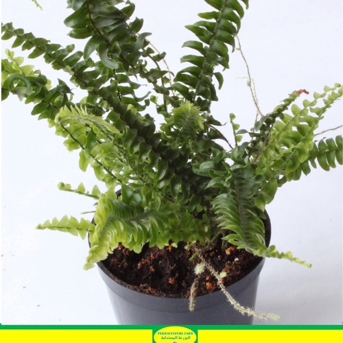 -Boston Fern Plant 10cm نبات السرخس - -Boston Fern Plant 10cm نبات السرخس

1x Boston Fern Plant 10cm نبات السرخس
الشجيرة البوسطنية (السرخس) هي نبات داخلي شهير يتميز بأوراقه الريشية والقوسية. للعناية بها، قدم ضوءًا ساطعًا غير مباشر، واحرص على الحفاظ على تربة رطبة باستمرار، وحافظ على مستويات عالية من الرطوبة. رش النبات بانتظام وتسميد بين الحين والآخر خلال فترة النمو يمكن أن يعززان النمو الصحي. تأكد من وجود تصريف جيد للماء وتجنب تجفيف التربة تمامًا. قم بتقليم أي أوراق صفراء أو تالفة لتعزيز النمو الجديد.

The Boston Fern (Nephrolepis exaltata) is a popular indoor plant known for its feathery, arching fronds. To care for it, provide bright, indirect light, keep the soil consistently moist, and maintain high humidity levels. Regular misting and occasional fertilization during the growing season can promote healthy growth. Ensure proper drainage, and be mindful not to let the soil dry out completely. Trim any yellow or damaged fronds to encourage new growth.
Order link in Bio رابط الطلب بالبايو