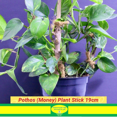 -Money Plant Stick 19cm نبتة البوثوس عصا - -Money Plant Stick 19cm نبتة البوثوس عصا
1x Money Plant Stick 19cm نبتة البوثوس عصا