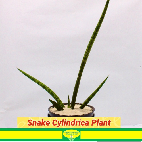 -Snake Cylindrica Plant 10cm نبتة الثعبان سيليندريكا - -Snake Cylindrica Plant 10cm نبتة الثعبان سيليندريكا

-Snake Cylindrica Plant 10cm نبتة الثعبان سيليندريكا

النبات الثعبان الأسطواني، أو سانسيفيريا سيليندريكا، هو نبات عصاري فريد ذو أوراق منتصبة وأسطوانية. إنه نبات منخفض الصيانة للغاية في الأماكن المغلقة مع نصائح الرعاية التالية:
 • الضوء: يزدهر في الضوء غير المباشر إلى الضوء الساطع، ولكن يجب تجنب أشعة الشمس المباشرة. • سقي النبات: السماح للتربة بالجفاف بين كل ري، عادة كل 2-4 أسابيع. • التربة: استخدم مزيجًا جيد التصريف في وعاء به ثقوب لتصريف المياه. • درجة الحرارة: احتفظ به في نطاق 60-85 درجة فهرنهايت (15-29 درجة مئوية)، واحميه من التيارات الباردة. • الرطوبة: قابل للتكيف مع مستويات الرطوبة الداخلية المتوسطة. • التسميد: قدم تغذية بالسماد المتوازن المخفف كل 4-6 أسابيع في موسم النمو. • زراعة النبات: إعادة الزراعة كل 2-3 سنوات، باختيار وعاء أكبر قليلاً. • التقليم: قم بتقليم الأوراق البنية أو الصفراء. • تكاثر النبات: قسم الأجزاء الجانبية أو الجذوع الصغيرة عن النبات الرئيسي. • الآفات: اراقب علامات وجود القمل القطني أو عث العنكبوت.
هذا النبات معروف بقوته ويُعد إضافة رائعة إلى المساحات الداخلية.

The Cylindrical Snake Plant, or Sansevieria Cylindrica, is a unique succulent with upright, cylindrical leaves. It’s a low-maintenance indoor plant with the following care tips:
 • Light: Thrives in indirect to bright light, but avoid direct sun. • Watering: Allow soil to dry between waterings, typically every 2-4 weeks. • Soil: Use well-draining mix in a pot with drainage holes. • Temperature: Keep it in the range of 60-85°F (15-29°C), protect from cold drafts. • Humidity: Adaptable to average indoor humidity levels. • Fertilizing: Feed with diluted balanced fertilizer every 4-6 weeks in the growing season. • Potting: Repot every 2-3 years, choosing a slightly larger pot. • Pruning: Trim brown or yellow leaves. • Propagation: Divide offsets or pups from the main plant. • Pests: Watch for signs of mealybugs or spider mites.
This plant is known for its resilience and makes a great addition to your indoor space.