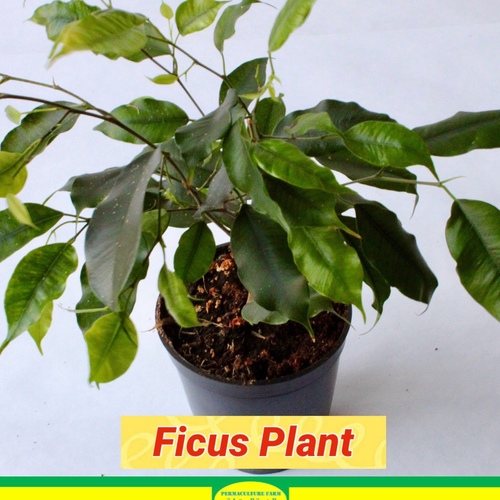 -Ficus Plant 10cm نبتة الفايكس - - النبات المعروف باسم فيكوس، والمعروف أيضًا باسم شجرة البكاء، هو نبات داخلي شائع موطنه جنوب شرق آسيا وأستراليا. إنه نبات متعدد الاستخدامات يأتي بأحجام وأشكال وألوان مختلفة ، مما يجعله إضافة رائعة لأي مساحة داخلية. يفضل نبات الفيكوس الإضاءة الساطعة والغير مباشرة وتربة جيدة التصريف. يجب سقيه عندما يشعر الجزء العلوي من التربة بالجفاف ، ويجب تجنب الري الزائد ، حيث يمكن أن يؤدي إلى تسمم الجذور. يوصى بالتقليم الدوري للحفاظ على شكل النبات وتعزيز نموه الكثيف. يمكن أن يستفيد نبات الفيكوس أيضًا من الترطيب الدوري والتغذية بالأسمدة المتوازنة خلال فصل النمو. مع العناية السليمة ، يمكن لنبات الفيكوس الازدهار داخل المنازل لسنوات عديدة.

The Ficus plant, commonly known as the weeping fig, is a popular indoor plant that is native to Southeast Asia and Australia. It is a versatile plant that comes in a variety of sizes, shapes, and colors, making it a great addition to any indoor space. The Ficus plant prefers bright, indirect light and well-draining soil. It should be watered when the top inch of soil feels dry, and care should be taken to avoid overwatering, as it can lead to root rot. Regular pruning is recommended to maintain the plant\