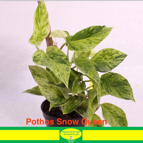 -Pothos Snow Queen 10cm بوثوس ملكة الثلج - -Pothos Snow Queen 10cm بوثوس ملكة الثلج1x Pothos Snow Queen 10cm بوثوس ملكة الثلج

البوتوس ملكة  الثلج هو نبات منزلي مشهور يتطلب ضوء شديد وغير مباشر، رطوبة متوسطة،. السقي عندما يصبح سطح التربة جافاً واستخدام مغذي كل 4 إلى 6 أسابيع.

The Snow Queen Pothos is a popular houseplant that requires bright, indirect light, moderate humidity, and well-draining soil. It should be watered when the top inch of soil is dry and fertilized every 4-6 weeks during the growing season. Pruning and propagating can help control its growth and shape. Watch out for common houseplant pests and repot every 1-2 years.


Order link in Bio رابط الطلب بالبايو