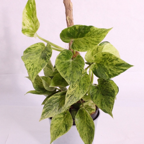 -Pothos Snow Queen 10cm بوثوس ملكة الثلج