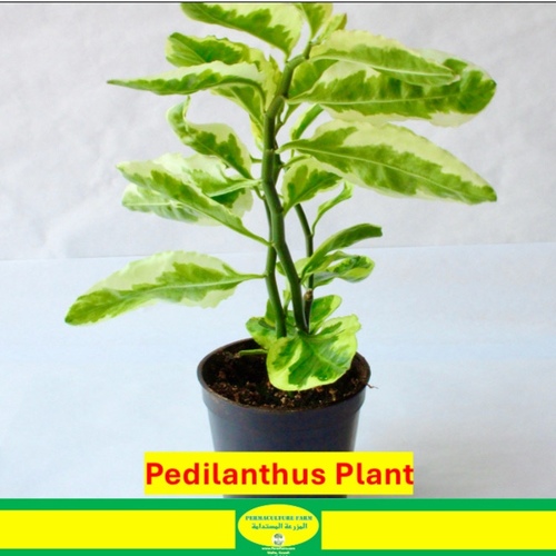 -Pedilanthus Plant 10cm نبتة البيديلانثوس - -Pedilanthus Plant نبتة البيديلانثوس
1x Pedilanthus Plant 10cm نبتة البيديلانثوس

يُعرف نبات البيديلانثوس، المصنف حاليًا ضمن جنس الفربيون، بمجموعة من النباتات العصارية ذات السيقان المميزة، والتي غالبًا ما تكون على شكل متعرج، وزهور صغيرة وملونة. وهي نباتات موطنها المناطق المدارية وشبه المدارية في الأمريكتين. تحظى نباتات البيديلانثوس بشعبية كنباتات زينة داخلية بسبب مظهرها الفريد ومتطلباتها المنخفضة للصيانة. تزدهر في التربة جيدة التصريف وتتطلب ريًا معتدلًا، مع زيادة كمية الماء خلال موسم النمو وتقليلها في فترة السكون. تفضل هذه النباتات الضوء الساطع غير المباشر ويمكن أن تتحمل بعض أشعة الشمس المباشرة.


Pedilanthus, now classified under the genus *Euphorbia*, is a group of succulent plants known for their distinct, often zigzag-shaped stems, and small, colorful flowers. They are native to tropical and subtropical regions of the Americas. Pedilanthus plants are popular as ornamental houseplants due to their unique appearance and low maintenance requirements. They thrive in well-draining soil and require moderate watering, with more during the growing season and less in the dormant period. These plants prefer bright, indirect light and can tolerate some direct sunlight.