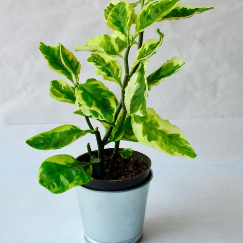 -Pedilanthus Plant 10cm نبتة البيديلانثوس