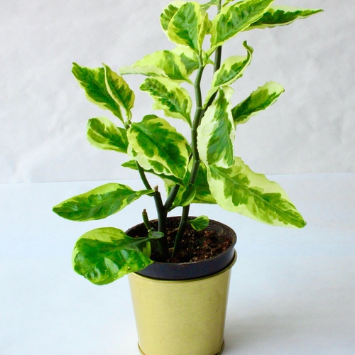-Pedilanthus Plant 10cm نبتة البيديلانثوس