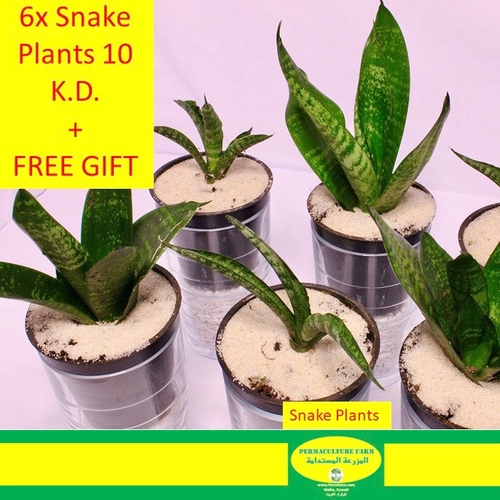 6x Snake Plants 10 K.D. نبتة الثعبان - 6x Snake Plants 10 K.D. نبتة الثعبان
1x Free Surprise Plant 😃