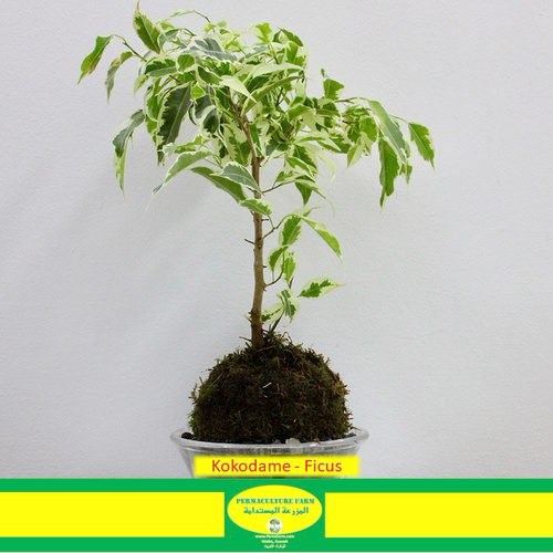 المزرعة المستدامة - -Kokodame - Ficus - Kokodame - Ficus 
1x Kokodame Ficus Plant