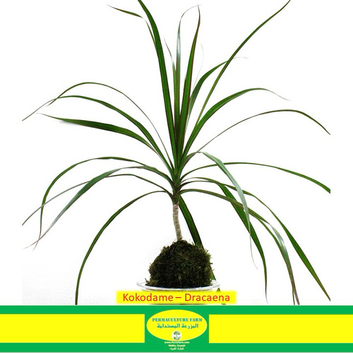 -Kokodame - Dracaena - -Kokodame - Dracaena 
1x Kokodame Dracaena Plant