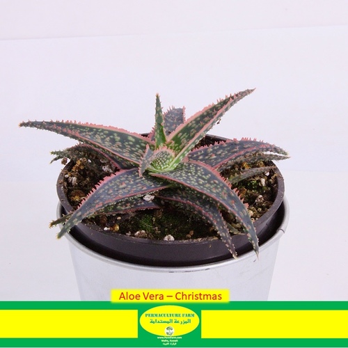 Aloe Vera - Christmas 10cm - -Aloe Vera - Christmas
1x Aloe Vera Christmas 10cm