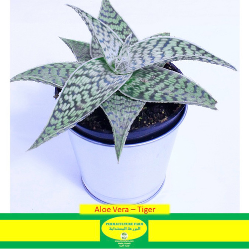 -Aloe Vera - Tiger - -Aloe Vera - Tiger
1x Aloe Vera Tiger 10cm