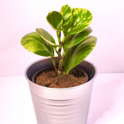 -Peporomia Plant 12cm نبتة بيبوروميا - 1x Peporomia Plant 12cm Gold or Steel Pot
بيبروميا