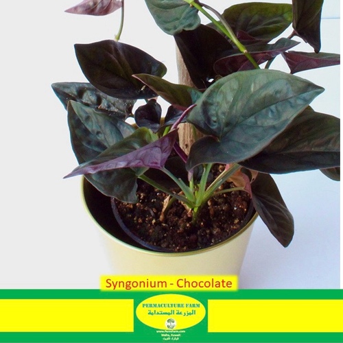 -Syngonium - Chocolate 12cm - 1x Syngonium Chocolate 12cm