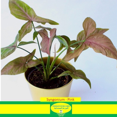 -Syngonium - Pink 12cm - -Syngonium - Pink 12cm
1x Syngonium Pink 12cm