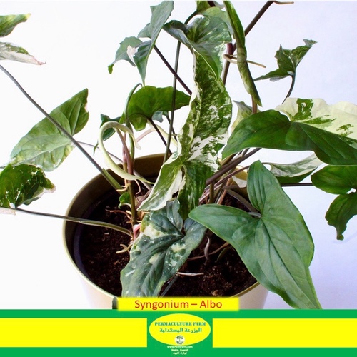 -Syngonium - Albo 19cm - -Syngonium - Albo 19cm
1x Syngonium Albo 19cm