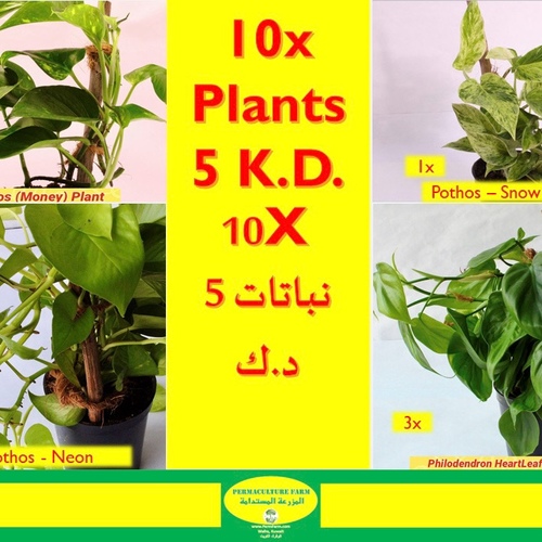 -10 Plants 5 K.D.3x Pothos 10cm3x Pothos Neon 10cm3x Philodendron Heartleaf 10cm1x Pothos Snow Queen - -10 Plants 5 K.D.
3x Pothos 10cm3x Pothos Neon 10cm3x Philodendron Heartleaf 10cm1x Pothos Snow Queen 10cm