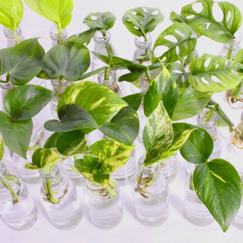 -48 Plant Cuttings 10 K.D.