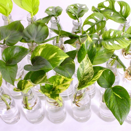 -48 Plant Cuttings 10 K.D.
