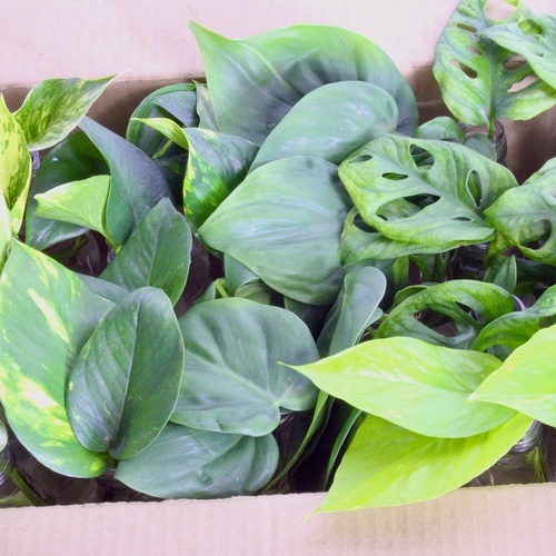 -48 Plant Cuttings 10 K.D.