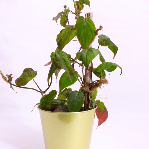 1x Philodendron Micans 10cm
