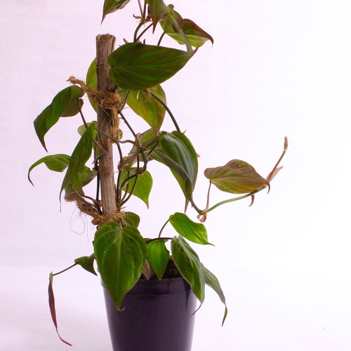 1x Philodendron Micans 10cm