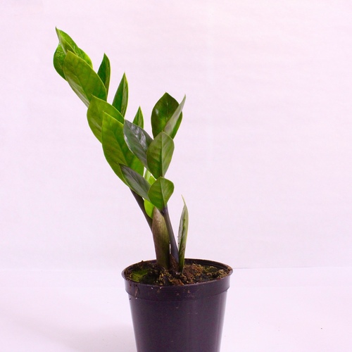 -ZZ Plant 1x ZZ Plant 10cm