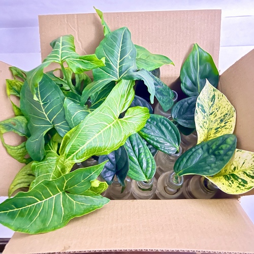 -24x Premium Plant Cuttings 12 K.D. + FREE GIFT!5x Syngonium5x Monstera - Peru2x Pothos - Snow Queen