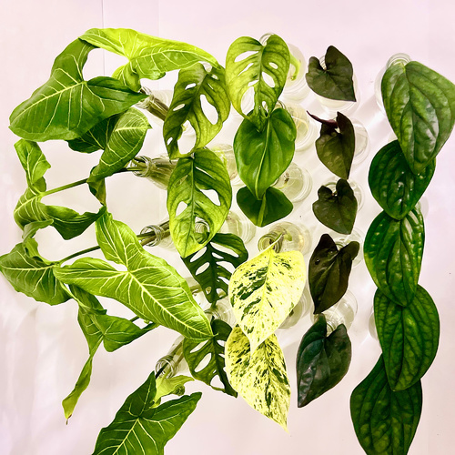 -24x Premium Plant Cuttings 12 K.D. + FREE GIFT!5x Syngonium5x Monstera - Peru2x Pothos - Snow Queen