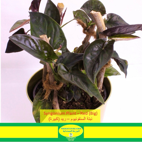 Syngonium Plant – Chocolate (Big)