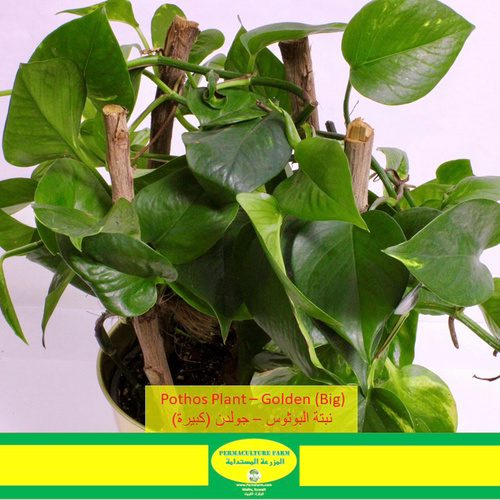 Pothos Plant – Golden (Big) - -Money Plant Stick 19cm نبتة البوثوس عصا
1x Money Plant Stick 19cm نبتة البوثوس عصا