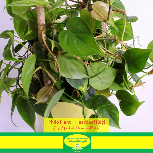 Philo Plant – Heartleaf (Big)