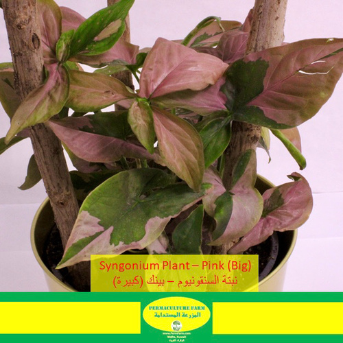 Syngonium Plant – Pink (Big)