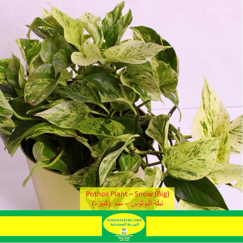 Pothos Plant – Snow (Big)